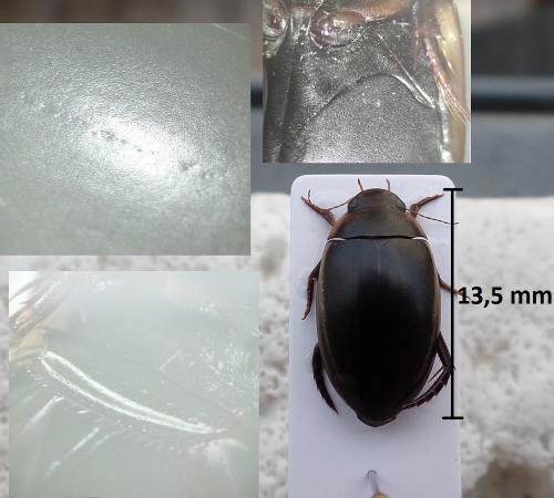 Réf. 183 330 : Hydaticus seminiger